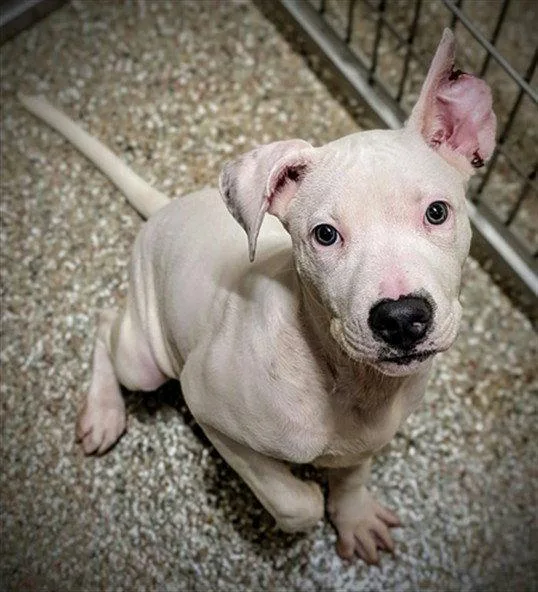 A baby large-sized female American Bulldog dog named Pearl for adoption in Clyde, NC