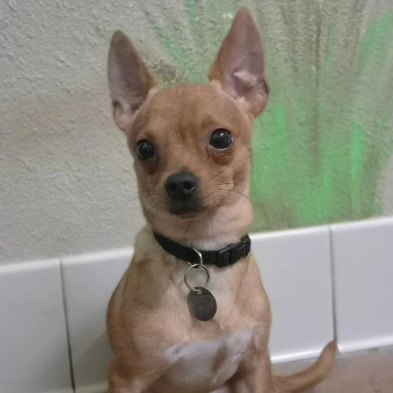 A young small-sized male Chihuahua dog named Rice for adoption in Riverside, CA