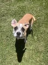 A baby medium-sized female Yellow / Tan / Blond / Fawn Boxer dog named Blossom for adoption in Moline, IL
