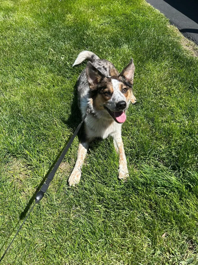 A baby medium-sized male Tricolor (Brown, Black, & White) Australian Cattle Dog / Blue Heeler dog named Max for adoption in Orland Park, IL