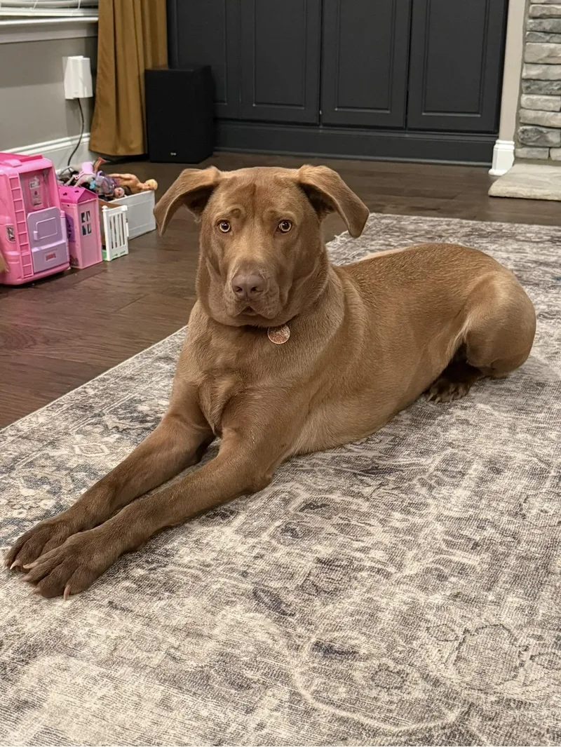 A young large-sized male Brown / Chocolate Labrador Retriever dog named Baxter for adoption in Cordova, TN