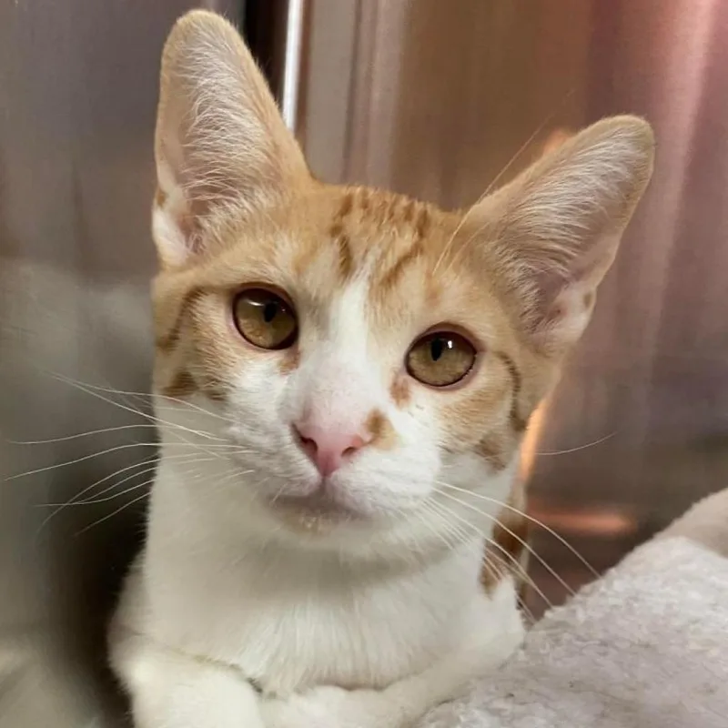 An adult small-sized male Orange / Red Domestic Short Hair cat named Jackie Chan for adoption in Tucson, AZ