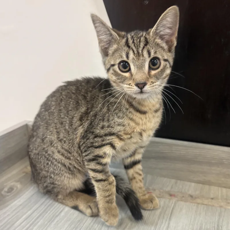 A baby medium-sized female Tabby (Brown / Chocolate) Domestic Short Hair cat named Squirrel At Fat Cat for adoption in Tallahassee, FL