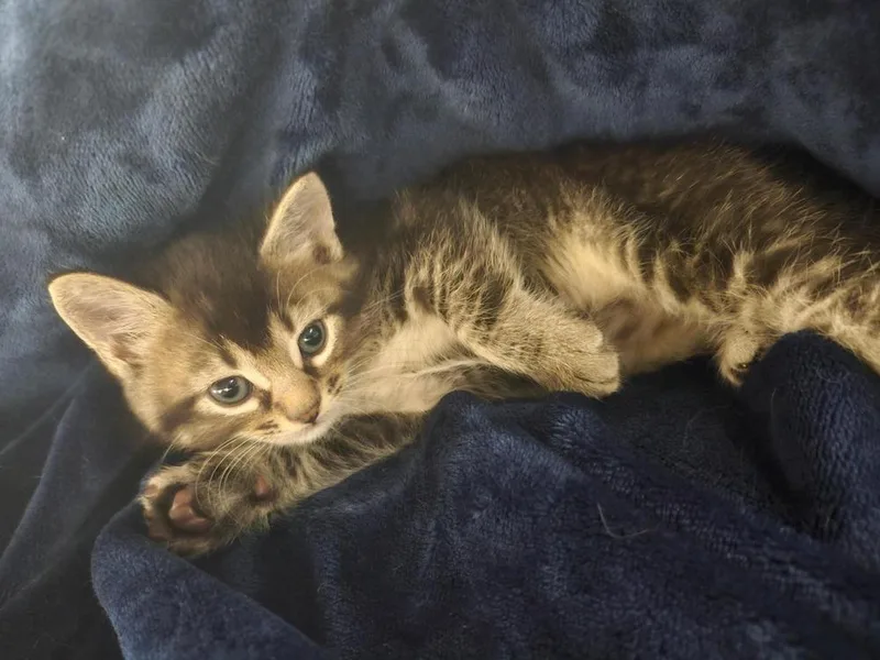 A baby small-sized male Gray / Blue / Silver Domestic Short Hair cat named Prometheus for adoption in WARNER ROBINS, GA