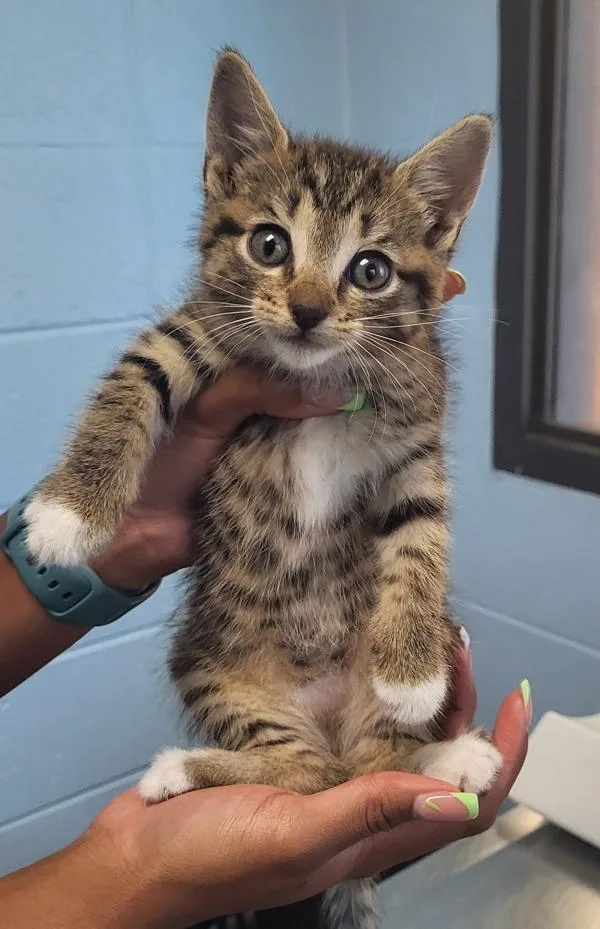 A baby small-sized female Domestic Short Hair cat named Kc for adoption in Lawrenceville, GA