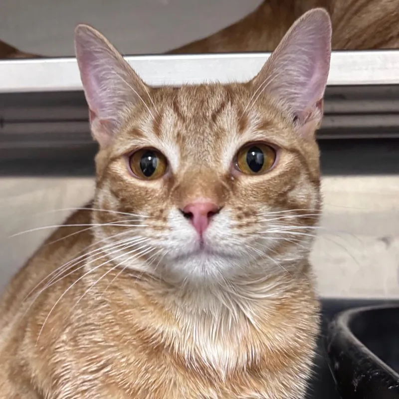 A young medium-sized male Orange / Red Domestic Short Hair cat named Zak for adoption in Middleburg, FL