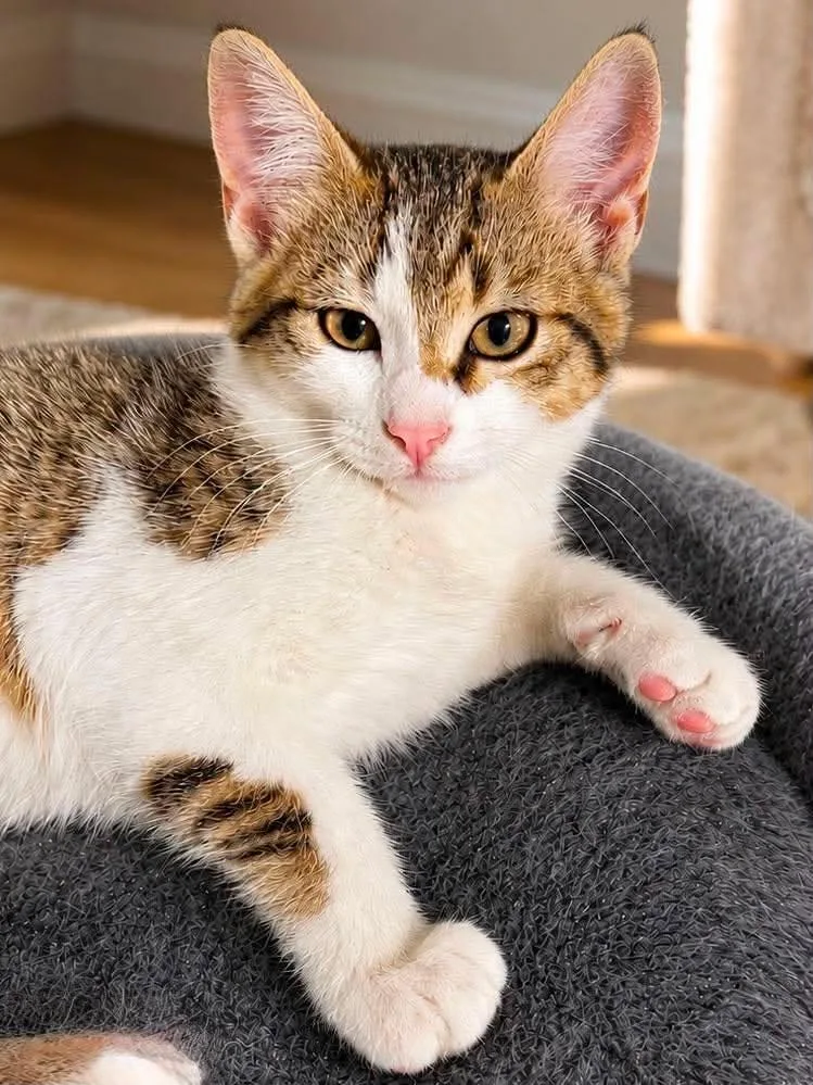 A baby medium-sized female Tabby (Brown / Chocolate) Domestic Short Hair cat named Hufflepuff for adoption in Sioux Falls, SD