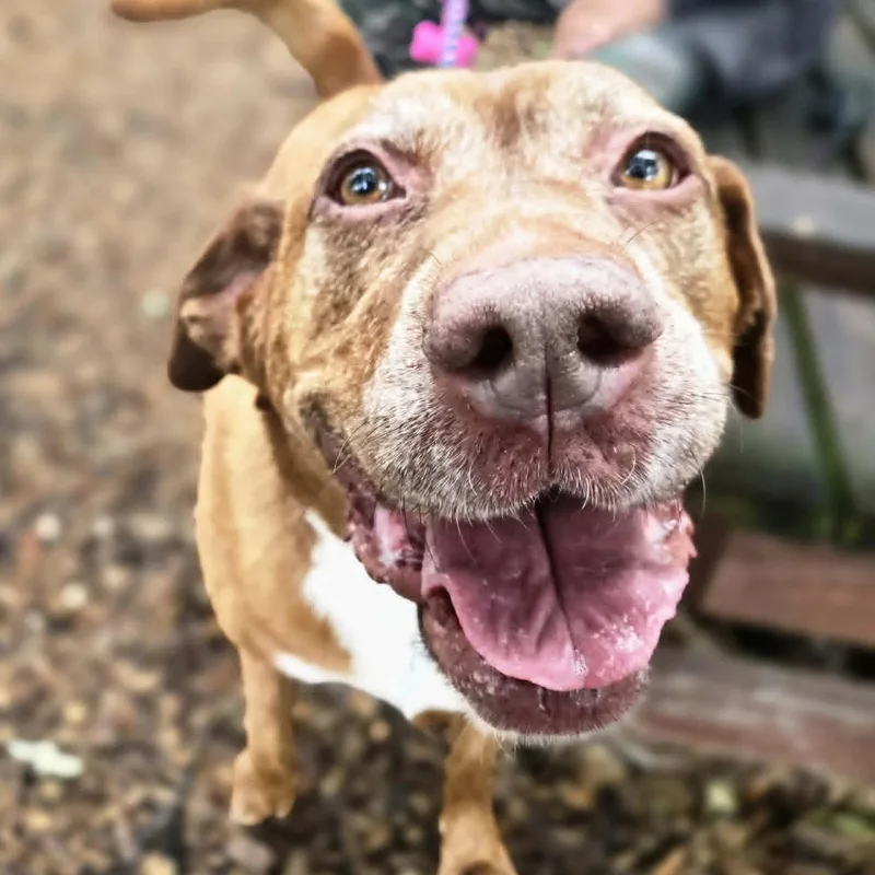 An adult large-sized female Labrador Retriever dog named Hershey for adoption in Severn, MD