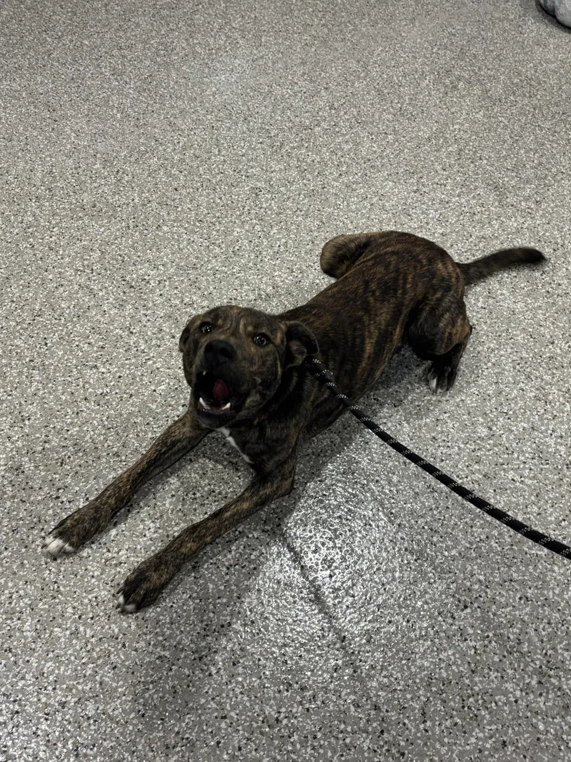 A young medium-sized male Brindle Plott Hound dog named Star Fox for adoption in Shepherdsville, KY