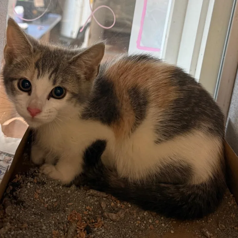 A baby small-sized female Calico Domestic Short Hair cat named Clove for adoption in Quakertown, PA