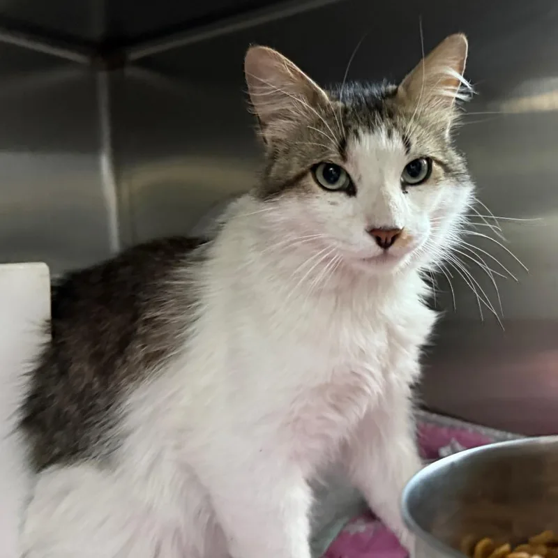 Marvin the Manx is
