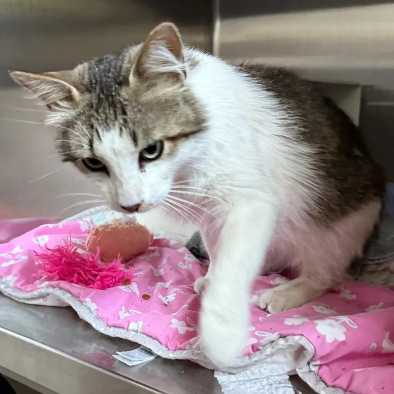 Marvin the Manx is thumbnail 2