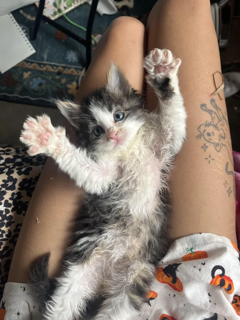A baby small-sized male Tabby (Brown / Chocolate) Domestic Short Hair cat named Boppity for adoption in Fruit Heights, UT