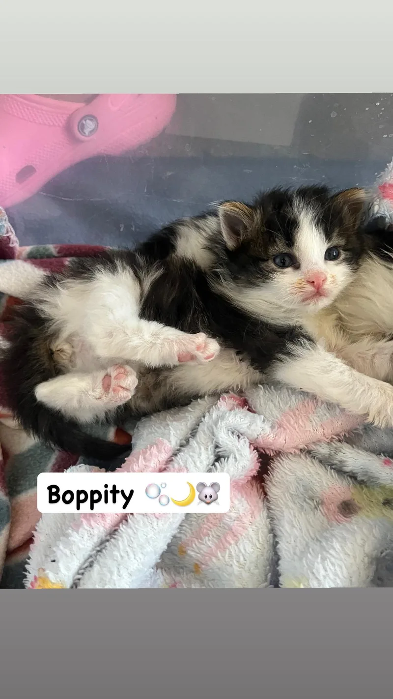 Boppity thumbnail 2