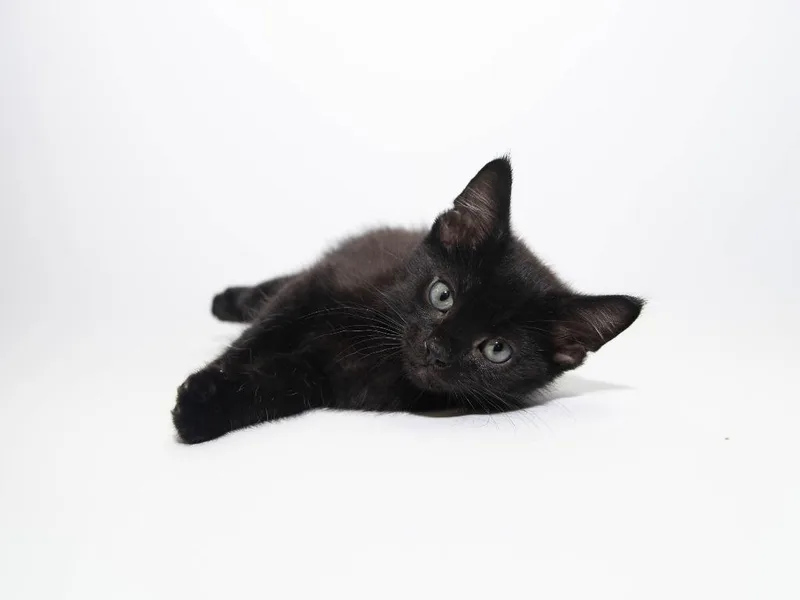 A baby medium-sized male Domestic Short Hair cat named Road for adoption in Lansing, KS