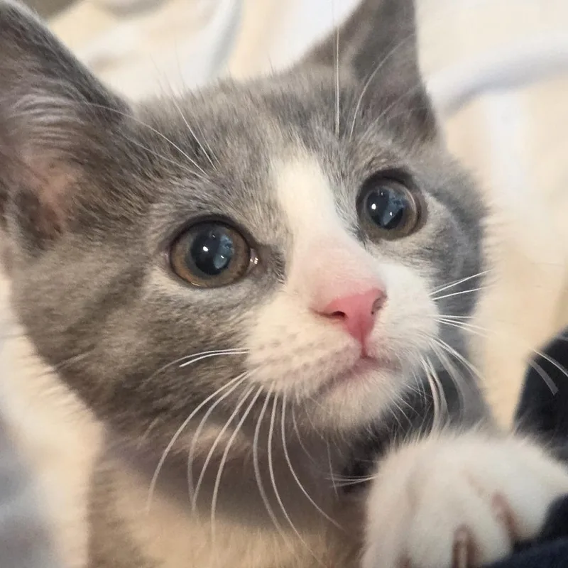 A baby small-sized female Gray / Blue / Silver Domestic Short Hair cat named Cargo for adoption in Voorhees, NJ