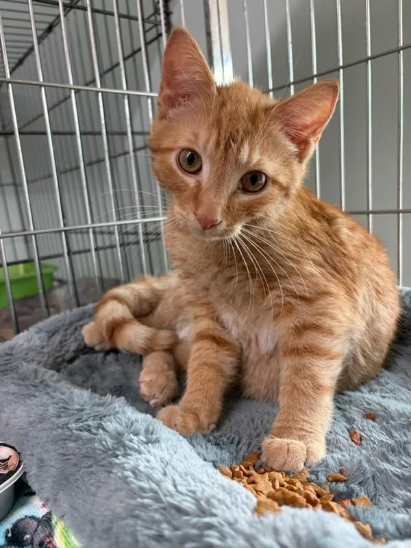 A baby small-sized male Orange & White Domestic Short Hair cat named Tiko and Toka for adoption in Ellicott City, MD