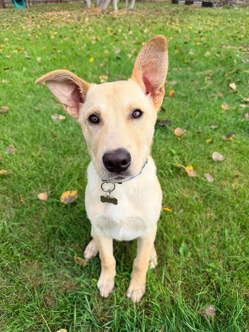 A young medium-sized male Labrador Retriever dog named Joey for adoption in Grand Forks, ND