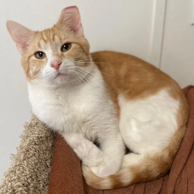 An adult small-sized male Orange / Red Domestic Short Hair cat named Reagan for adoption in Goshen, IN