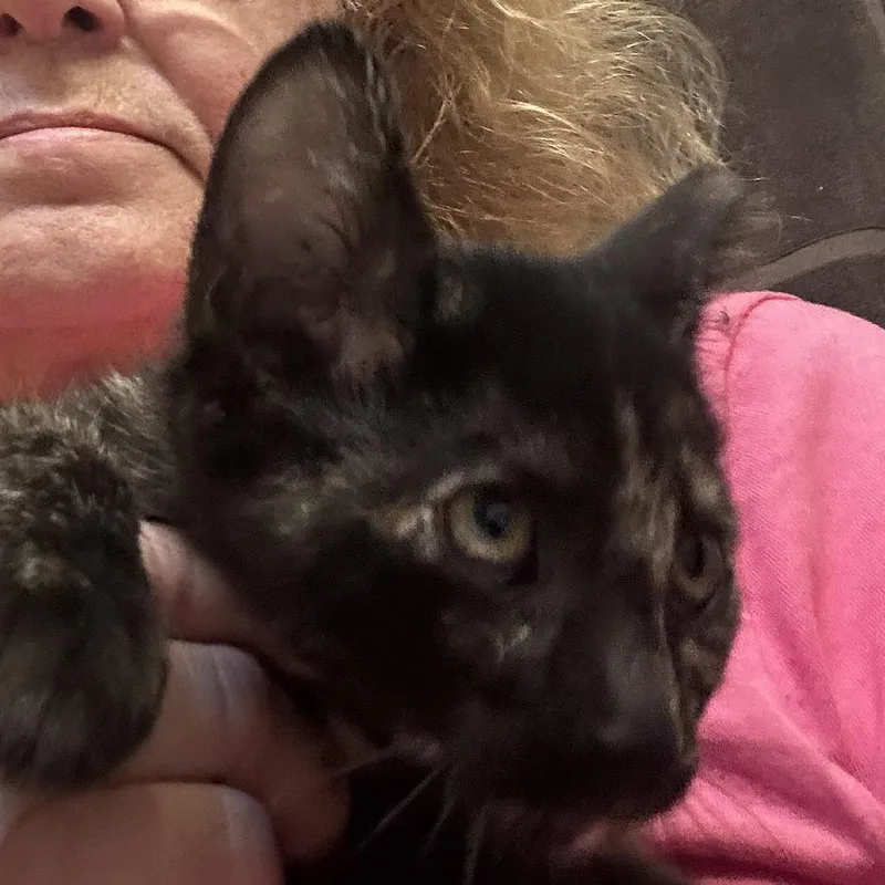 A baby small-sized female Black Domestic Short Hair cat named Nettie for adoption in League City, TX