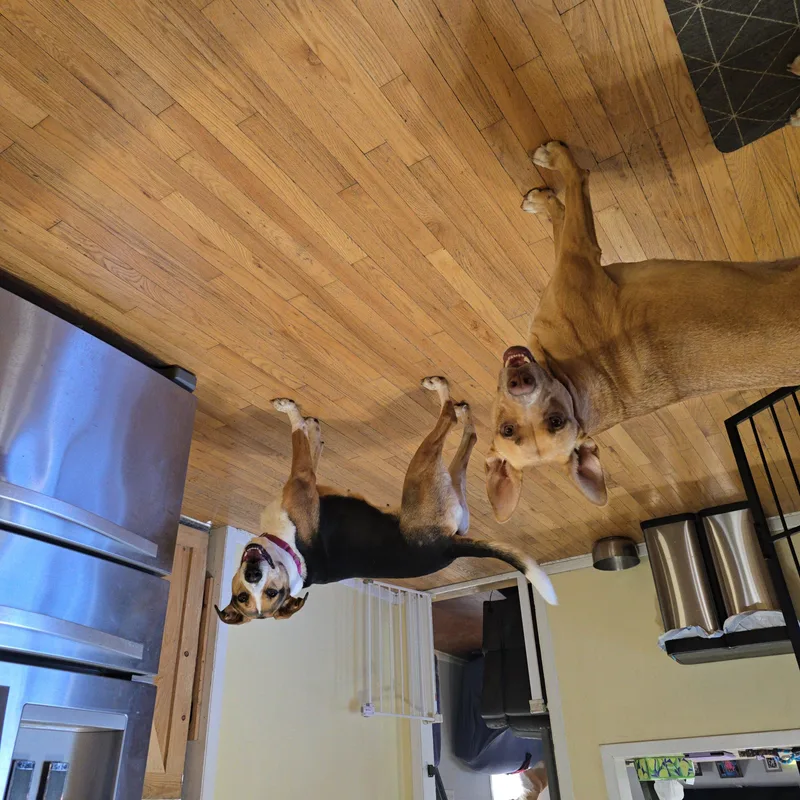 A young medium-sized female Tricolor (Brown, Black, & White) Hound dog named Shelly for adoption in LEMONT, IL