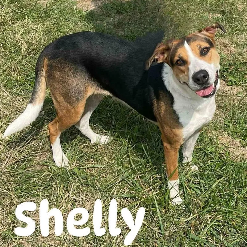 Shelly thumbnail 4