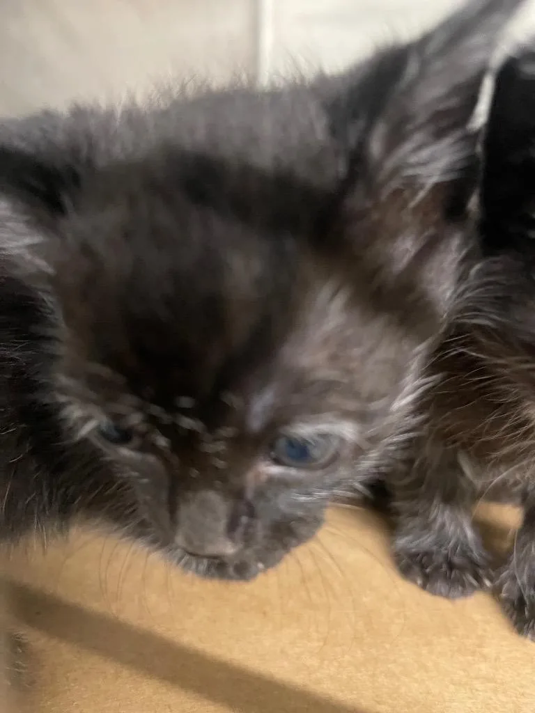 A baby small-sized female Domestic Short Hair cat named Snow for adoption in Cartersville , GA