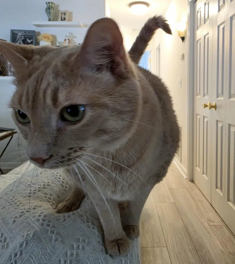 A senior medium-sized male Tabby (Orange / Red) Domestic Short Hair cat named Milo and Otis for adoption in Maineville, OH