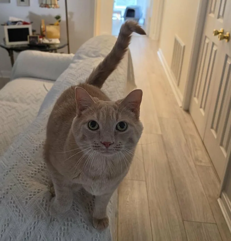 Milo and Otis thumbnail 2