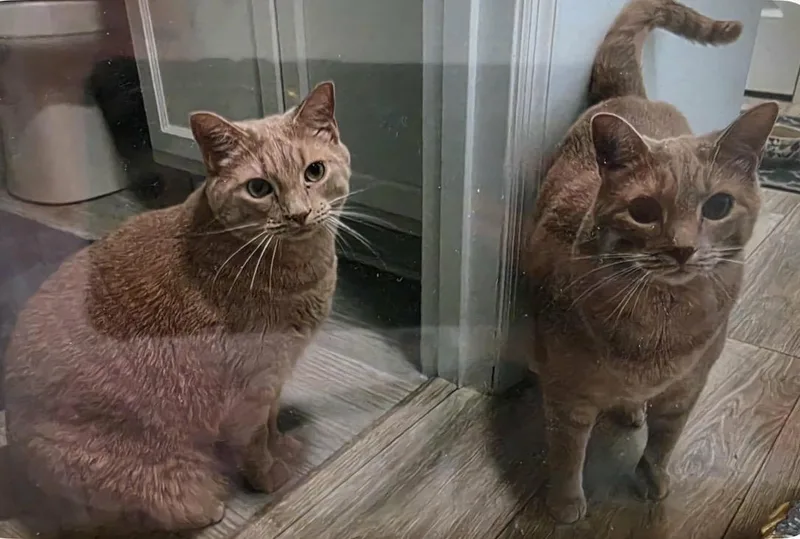Milo and Otis thumbnail 3