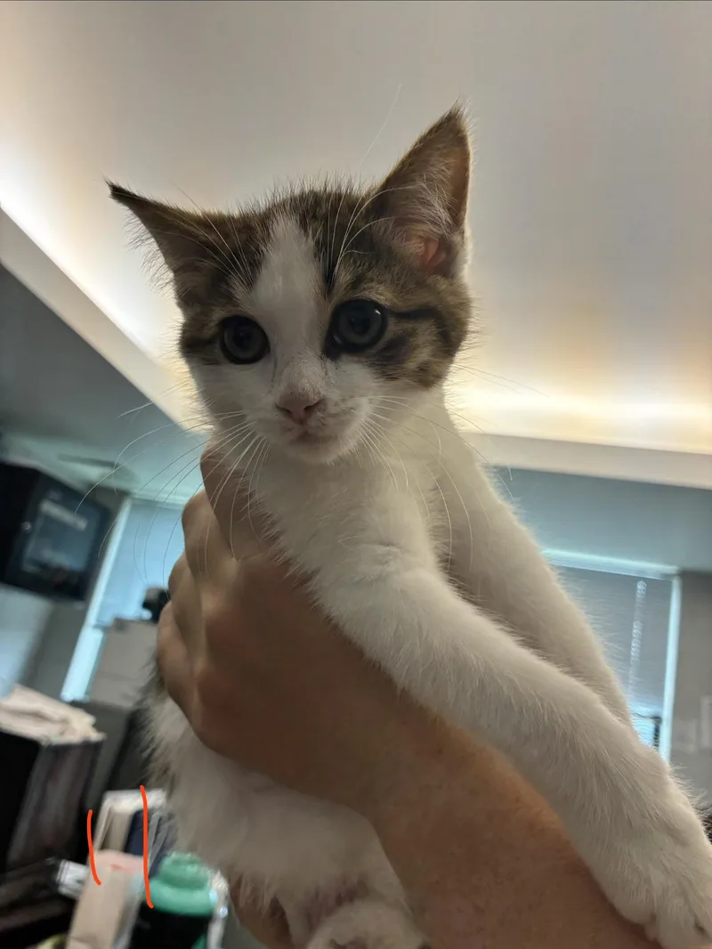 A baby medium-sized female Tabby (Gray / Blue / Silver) Domestic Short Hair cat named Rory for adoption in Caro, MI