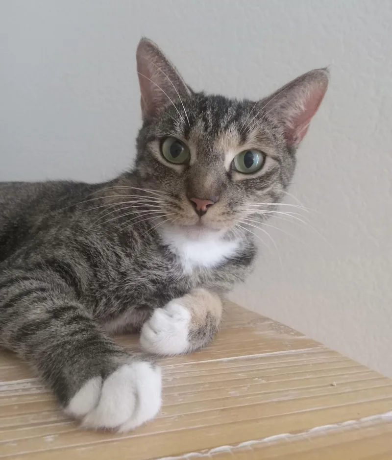 Bella Gato Aka Queen