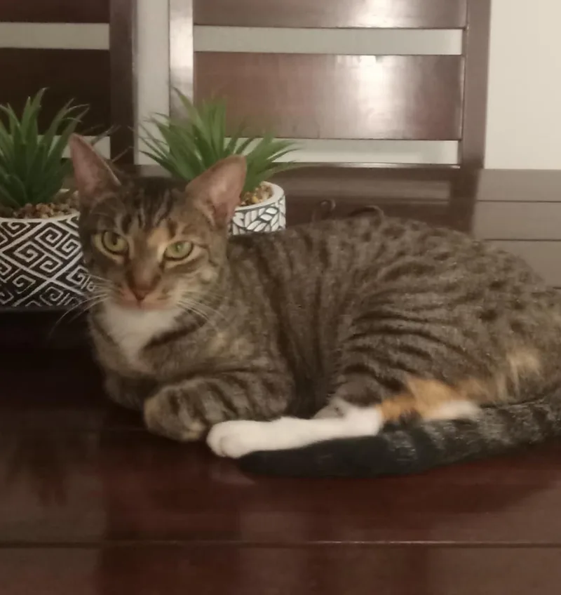 Bella Gato Aka Queen thumbnail 2