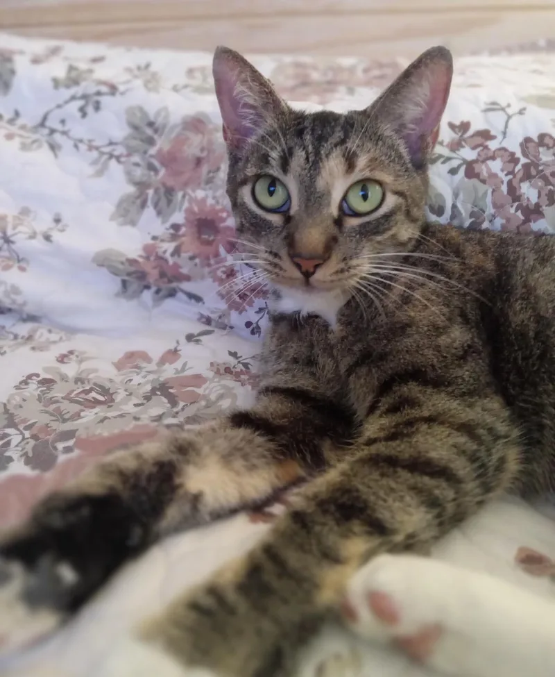 Bella Gato Aka Queen thumbnail 3