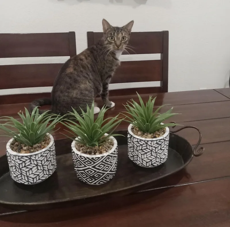 Bella Gato Aka Queen thumbnail 4