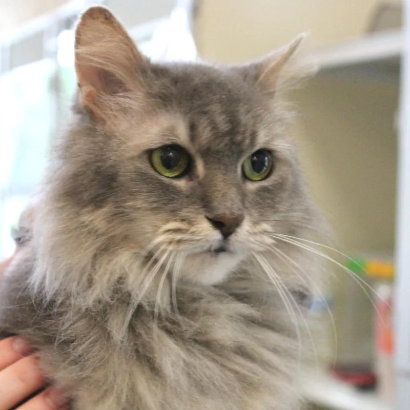 A senior medium-sized female Gray / Blue / Silver Domestic Long Hair cat named Fluffy for adoption in Gloucester, VA