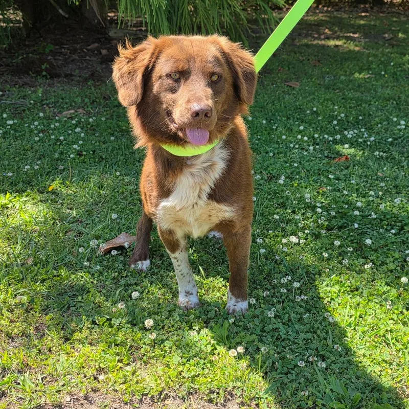 A young medium-sized male Red / Chestnut / Orange Nova Scotia Duck Tolling Retriever dog named Mocha for adoption in Clanton, AL