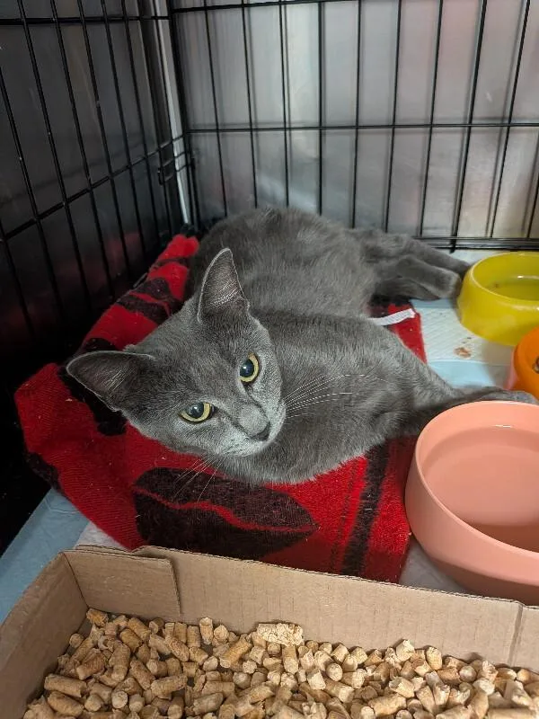An adult medium-sized female Gray / Blue / Silver Domestic Short Hair cat named Salamander for adoption in Cincinnati, OH