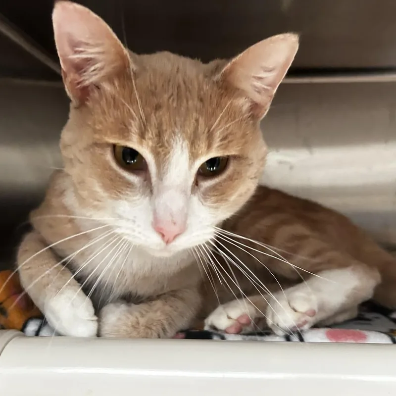 An adult medium-sized male Buff / Tan / Fawn Domestic Short Hair cat named Prelude for adoption in Evanston, IL