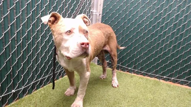 An adult medium-sized male Pit Bull Terrier dog named Jonny for adoption in Downey, CA
