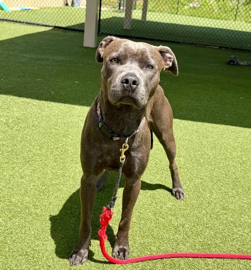 A young medium-sized male Boxer dog named Goose for adoption in Columbia, IL