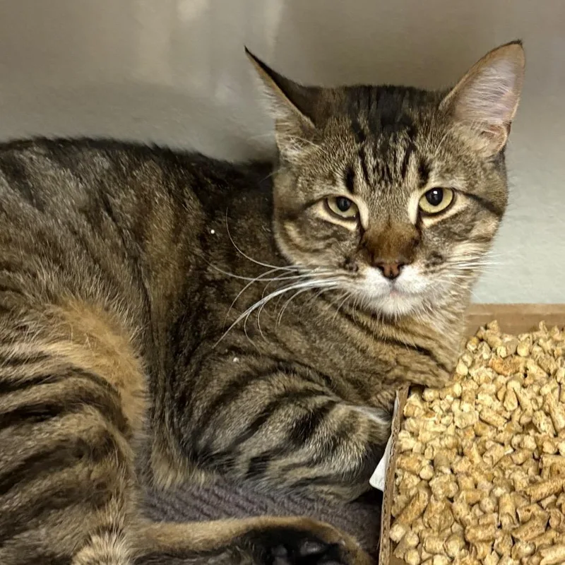 An adult large-sized male Domestic Short Hair cat named Geordie for adoption in Yuma, AZ