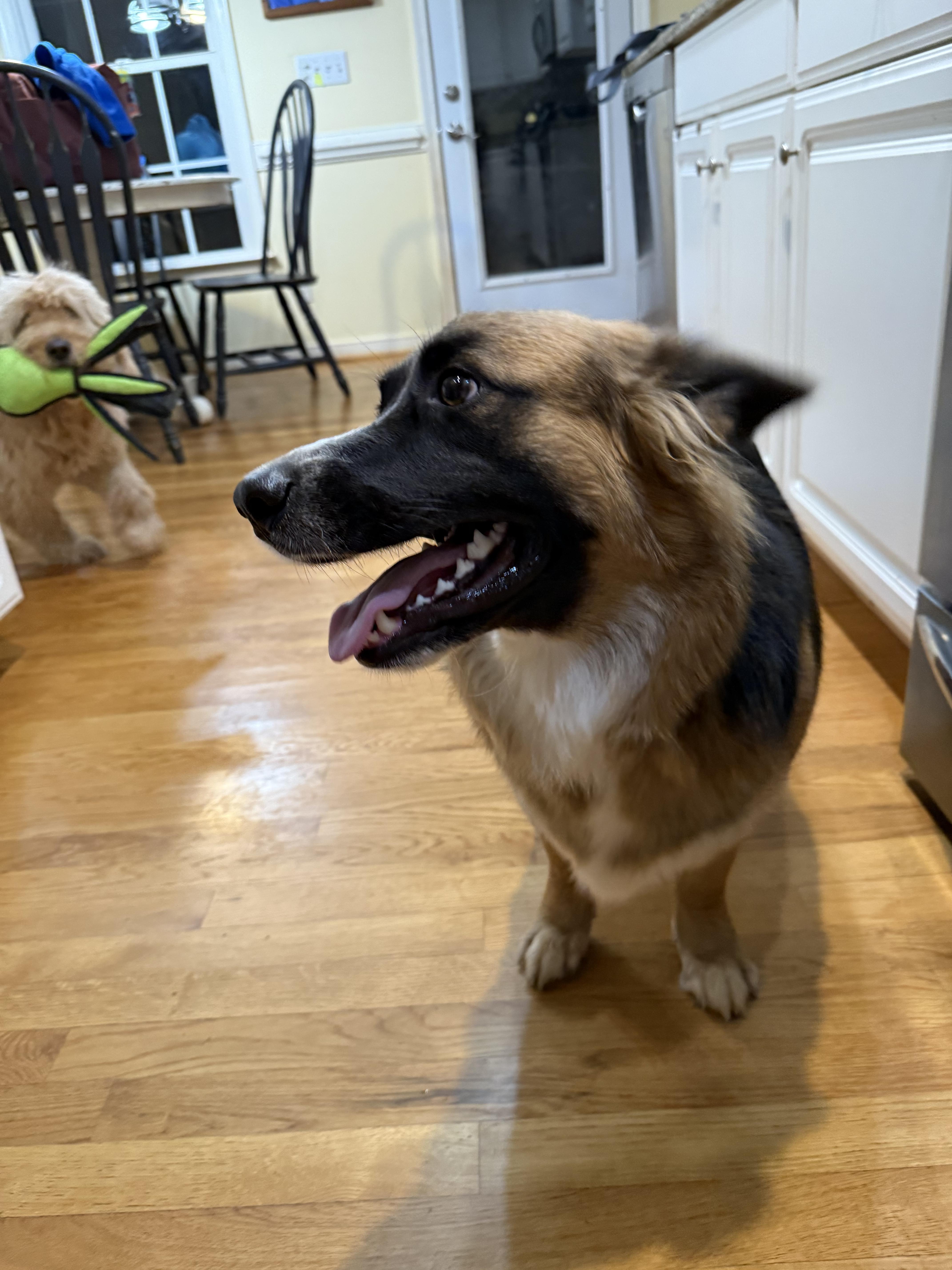 A young medium-sized male Bicolor German Shepherd Dog dog named Sprite for adoption in Richmond, VA