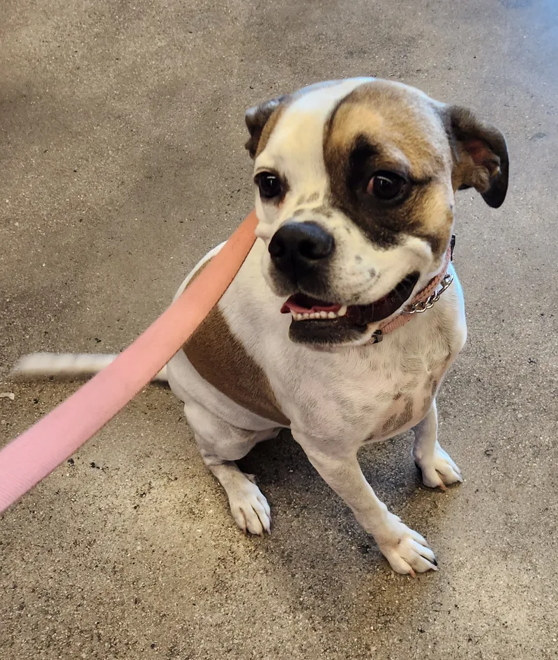 Maybelle thumbnail 2