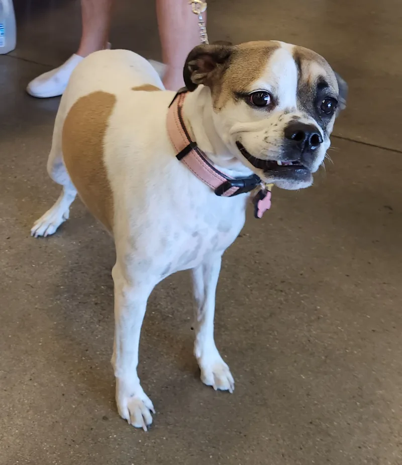 Maybelle thumbnail 3