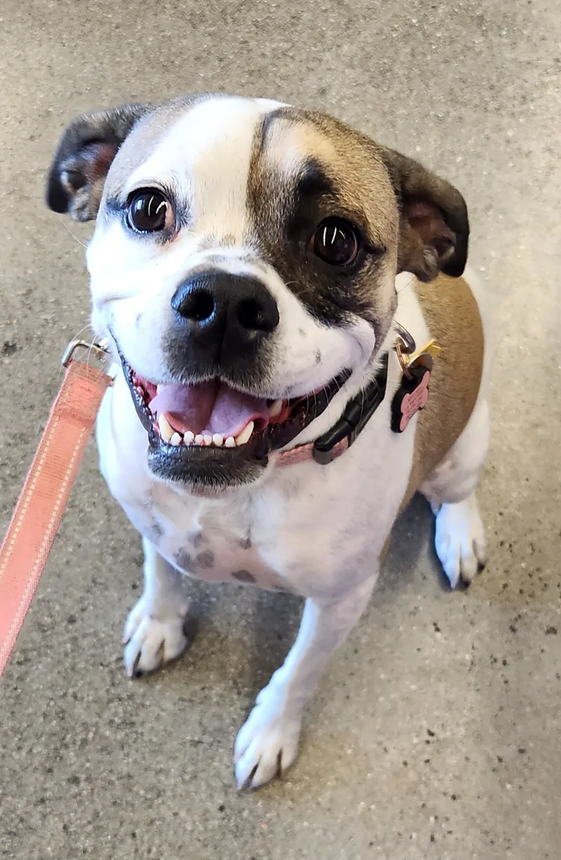 Maybelle thumbnail 4