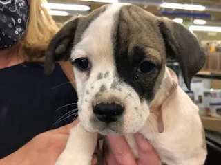 Maybelle thumbnail 6