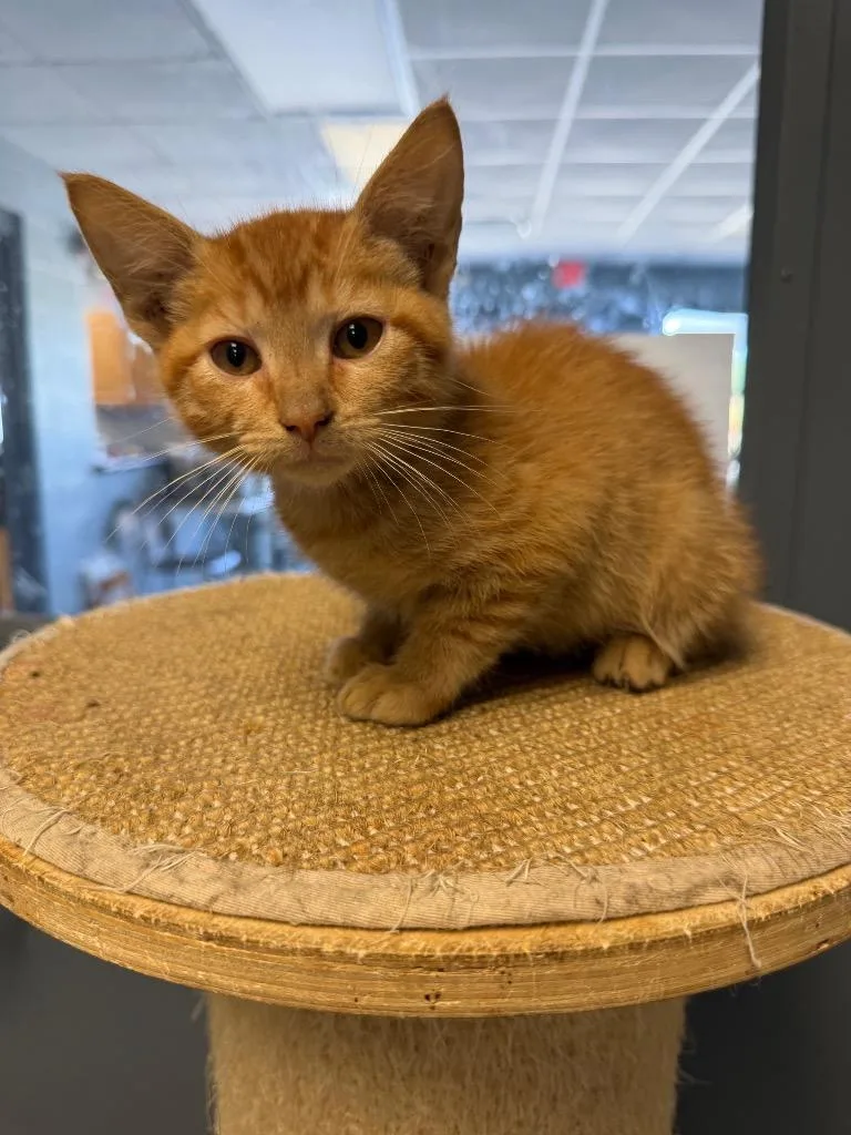 A baby small-sized male Domestic Short Hair cat named Garfield for adoption in Greenwood, MS