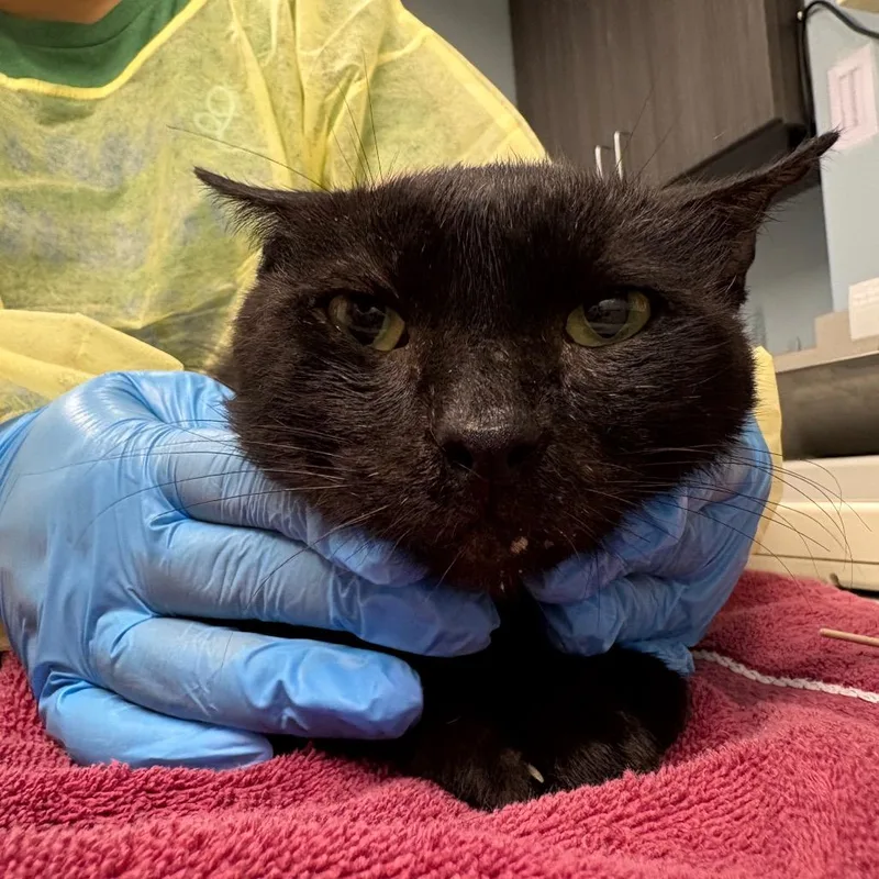 An adult medium-sized male Black Domestic Short Hair cat named NeeDoh for adoption in Oak Park, IL