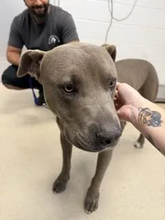 An adult large-sized male Mixed Breed dog named Poncho for adoption in Haw River, NC